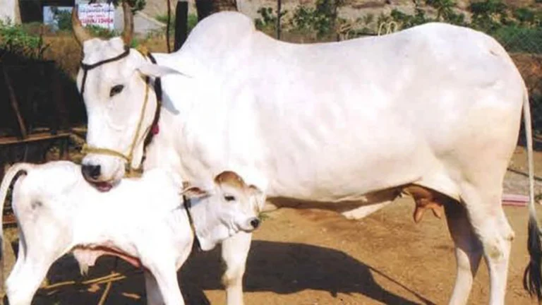 Haryana सरकार ने गौ रक्षा कानून के लिए उठाया बड़ा कदम, इन जिलों में होंगे विशेष प्रबंध।