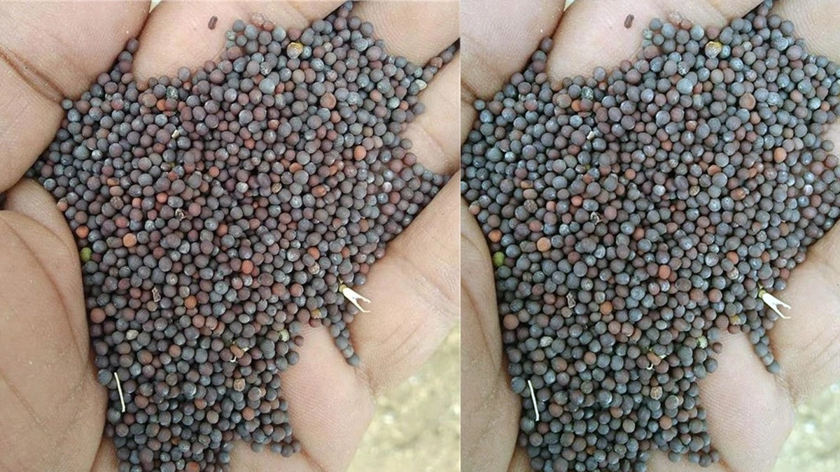 Haryana: किसानों के लिए बड़ी खबर, अब एक दिन में बेच सकेंगे इतनी सरसों… सरकार ने जारी किया नोटिस।