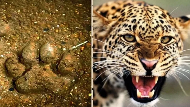 UP के इटावा शहर के करीब पहुंचा तेंदुआ, शहरवासियों में फैली दहशत, क्षेत्र में भय का माहौल।