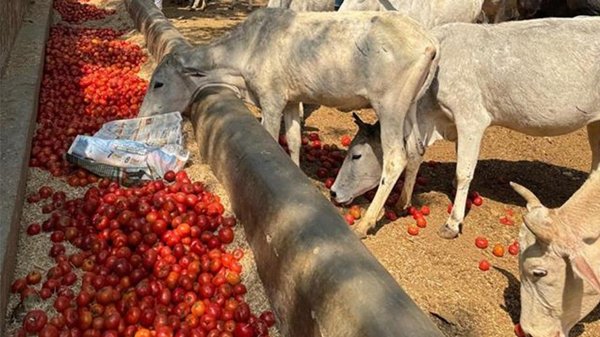 UP: टमाटर के गिरते दाम पर फूटा किसान का गुस्सा, गोवंशियों के सामने फेंके 5 क्विंटल टमाटर।