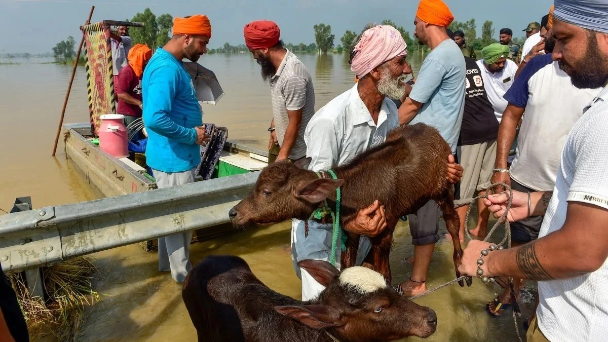 बाढ़ से Stranded Animals को भी मिली राहत — Punjab Government और जन संघर्ष की ज़ुबानी