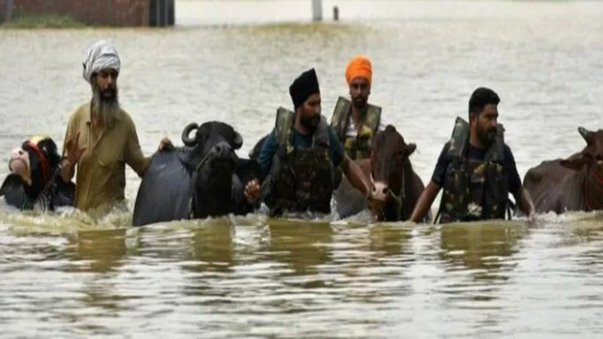 इंसानों के साथ-साथ पशुओं की भी सच्ची रक्षक! Punjab Government ने सिर्फ 7 दिन में 1.75 Lakh से ज्यादा पशुओं को ‘Gal-Ghotu’ से बचाया