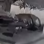 चंडीगढ़ में देर रात दहशत: सेक्टर-29 के रिहायशी इलाके में दिखा तेंदुए जैसा जानवर, सीसीटीवी में कैद